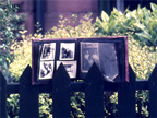 Photo display on iron railing, Glasgow